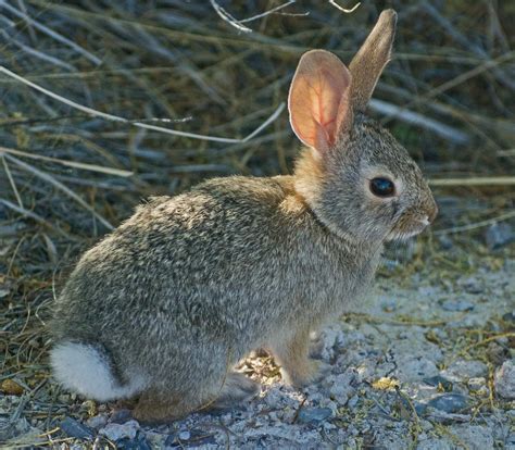 Cottontails 